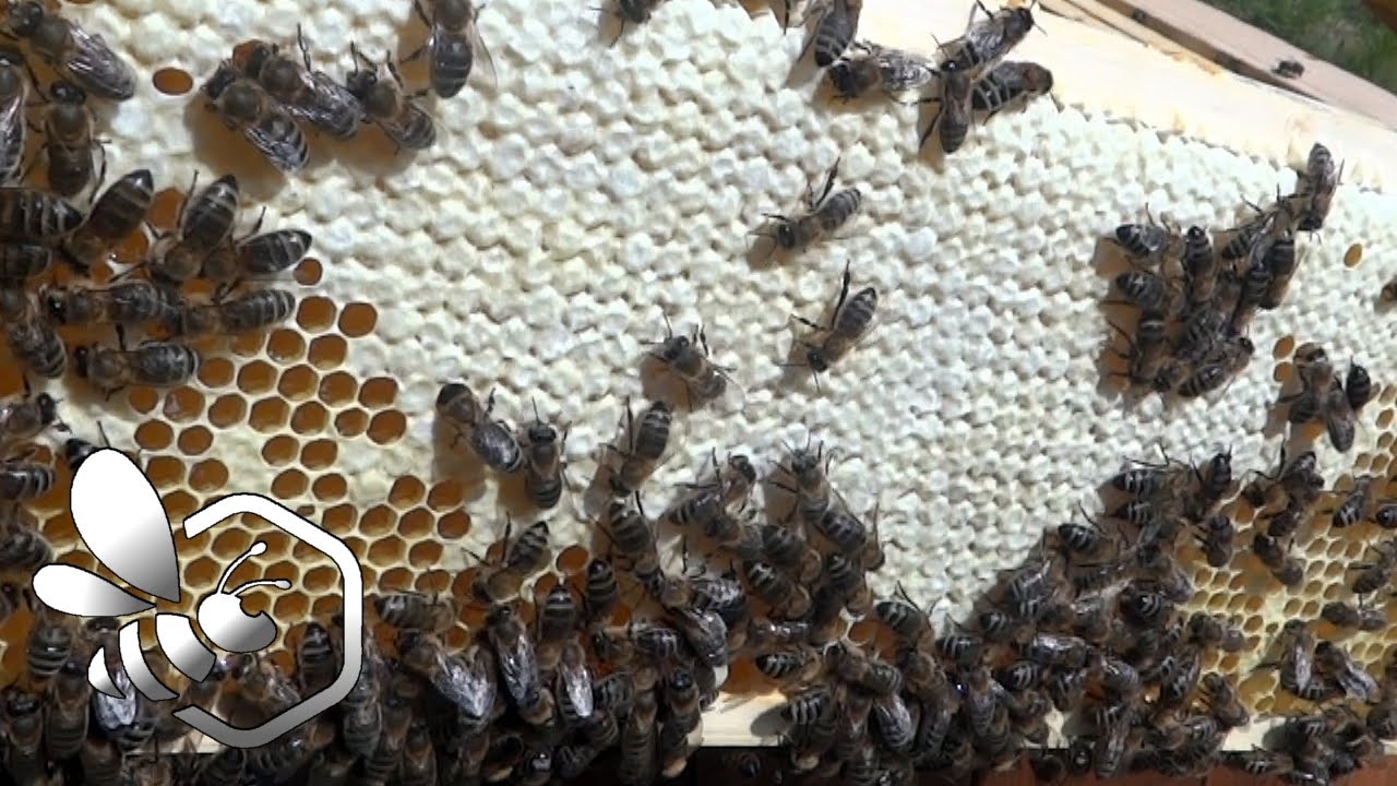 Pasieka Początkującego Pszczelarza - #46 Nastrój rojowy i kontrola miodni :) Maj 2016