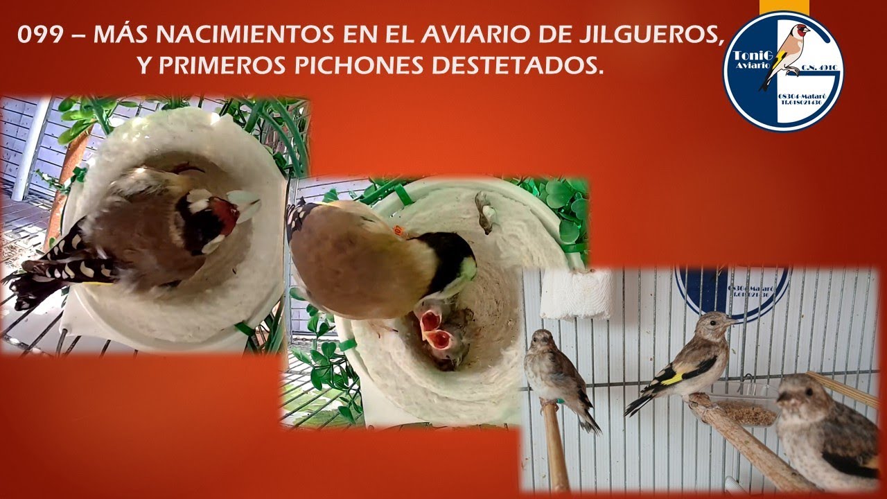 099 MÁS NACIMIENTOS EN EL AVIARIO DE JILGUEROS Y PRIMEROS PICHONES DESTETADOS
