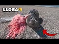 FOCAS piden AYUDA y son RESCATADAS de Redes de Pescar | Rescate de Animales - Quom