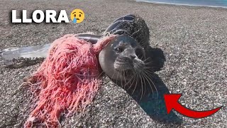 SEALS Call for HELP and Are RESCUED from Fishing Nets  Animal Rescue #11