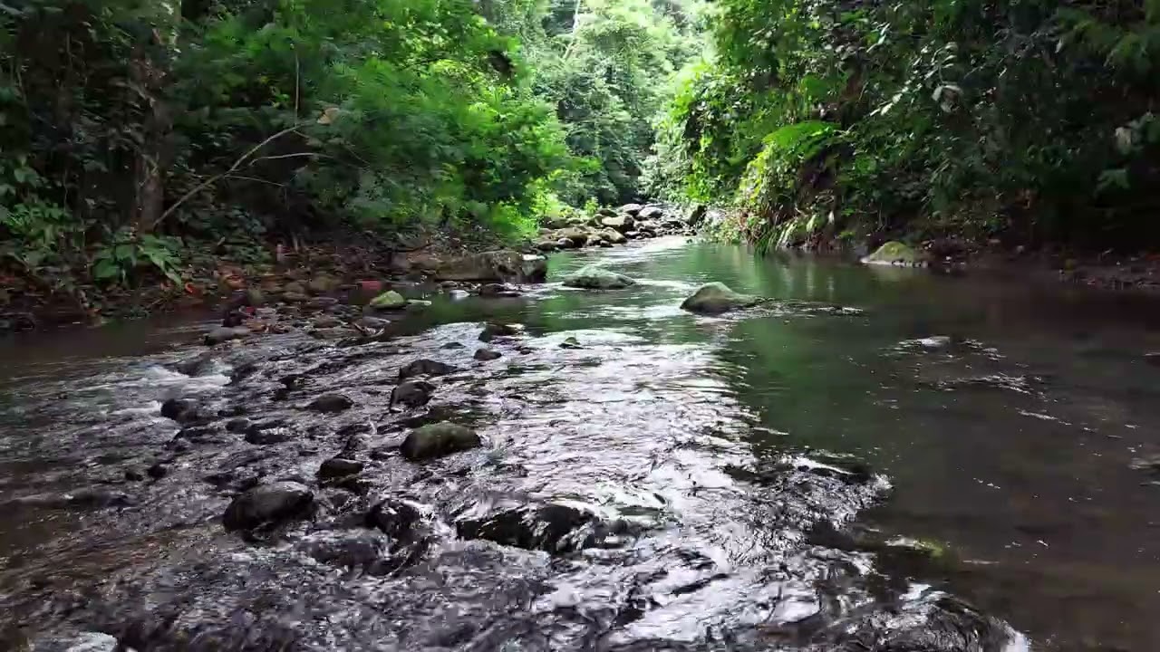 Tranquil Tropical River with Soft Flowing Sounds for Calm Nights