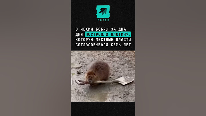 В Чехии бобры за 2 дня построили плотину, которую местные власти согласовывали 7 лет #бобры #плотина