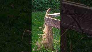 Ruby Robin & His Secret Treasure Chest  Profile