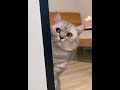 Funny animals fails collection #55