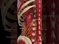 Posterior view of the kidney #meded #anatomy #3dmodel