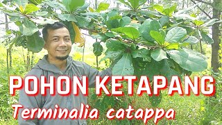 MENGENAL JENIS POHON KETAPANG Terminalia catappa,