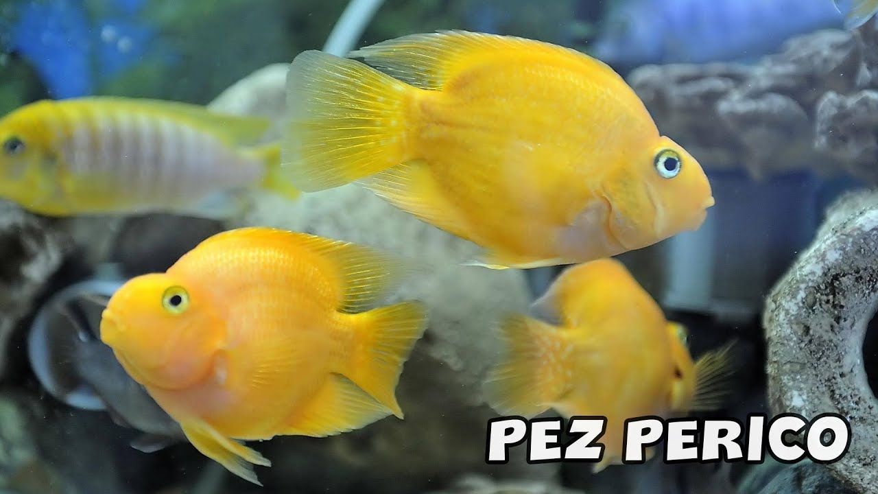 PEZ PERICO | Compatibilidad Y Cuidados | COLORES QUE NO DEBES COMPRAR