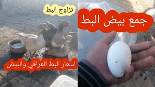 جمع بيض البط العراقي _ حشيت حنطه للبط  +  اسعار البيض  والبط