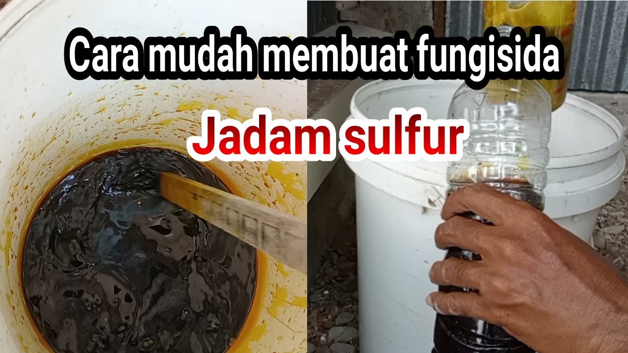Cara mudah membuat fungisida JADAM SULFUR
