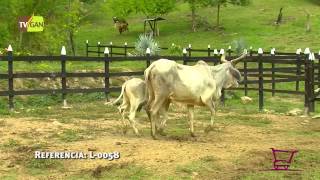 2015 Atao Puro Para La Reproducción, Peso Promanimal 452 Kg Ciudad Bolivar, Antioquia, L-0058