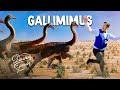 Dinopedia s2 5  gallimimus