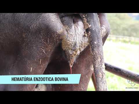 Vídeo: Quant A La Malaltia De La Vaca Boja - Com S’aconsegueix La Malaltia De La Vaca Boja