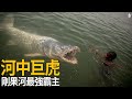 非洲最致命掠食者：巨虎魚的血色領域，連鱷魚都畏懼，比食人魚更強百倍。 thumbnail