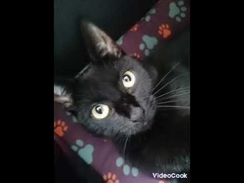 Китти Кэт - YouTube
