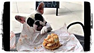 Это Мой Бургер) Смешные Собаки 2019 | Funny Dogs Compilation #643