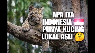apa iya Indonesia  punya kucing lokal asli #kucing#kucing#shortvideo