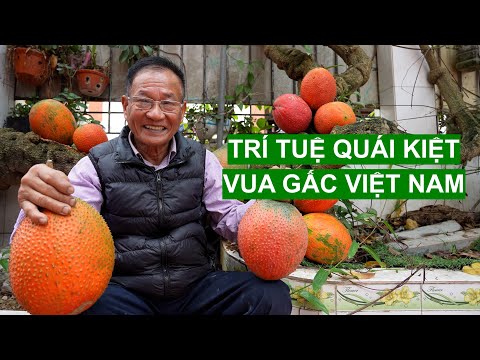 Vua Gấc Với