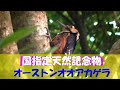 奄美大島だけにいる絶滅危惧種の鳥･オーストンオオアカゲラ White-backed Woodpecker