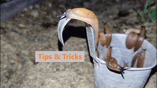 The ONLY TRUE WAY on How to Get Rid of Slugs