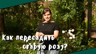 Осенняя посадка и пересадка роз / Розы в саду - продолжение