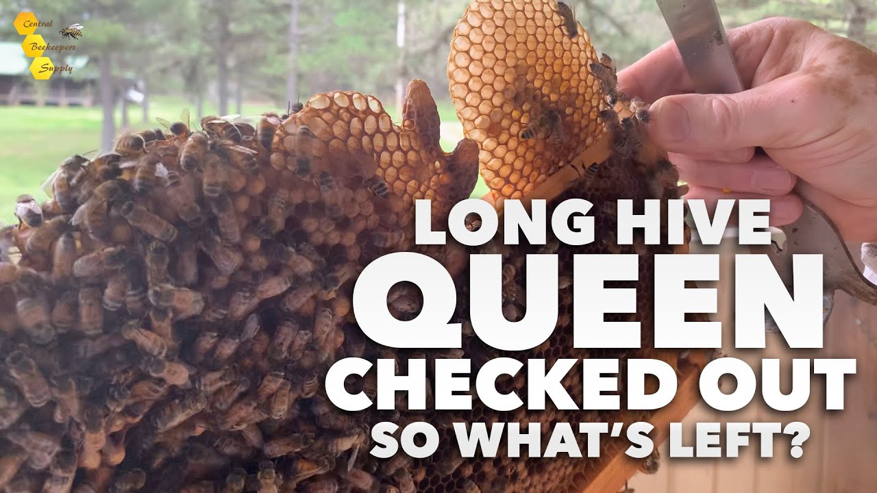 Перезимовавшая королева выехала! Что осталось в Длинном улье? [взгляд внутрь после роя]