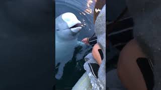 😮 Beluga whale saves girl's phone #shorts