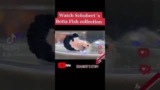 My BETTA Fish has RED Eyes??  | MY BETTA Fish Collection | Fun Video for Kids - Schubert 's story