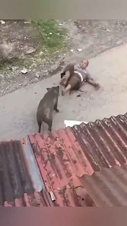 شخص يتعرض لهجوم من الخنزير البري#مقطع# جديد#2025#ناسيونال#هجوم#الحيوانات# إنقاد#الناس#رعب#مخيف#صراع#