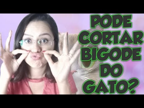 Vídeo: É Possível Um Gato Aparar O Bigode