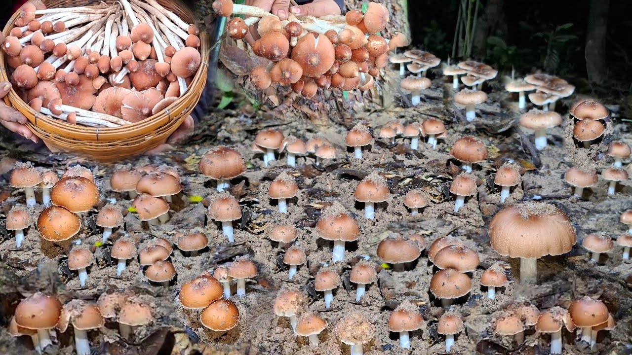 ตื่นเต้นดีใจจนสั่นเจอจังๆเห็ดปลวกไฟหมู่ใหญ่อลังกาลสุดๆหมานๆสุดๆรุ่นหัวกระสุนงัดๆรัวๆสองหมู่เต็มต่า