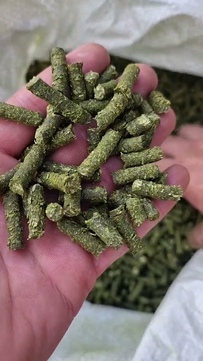 #moringaempelet #moringa #pelet #moringaempellet #pelletmill #pelletmillmachine