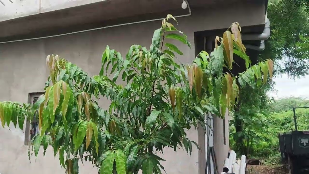 Save environment INDIA ||