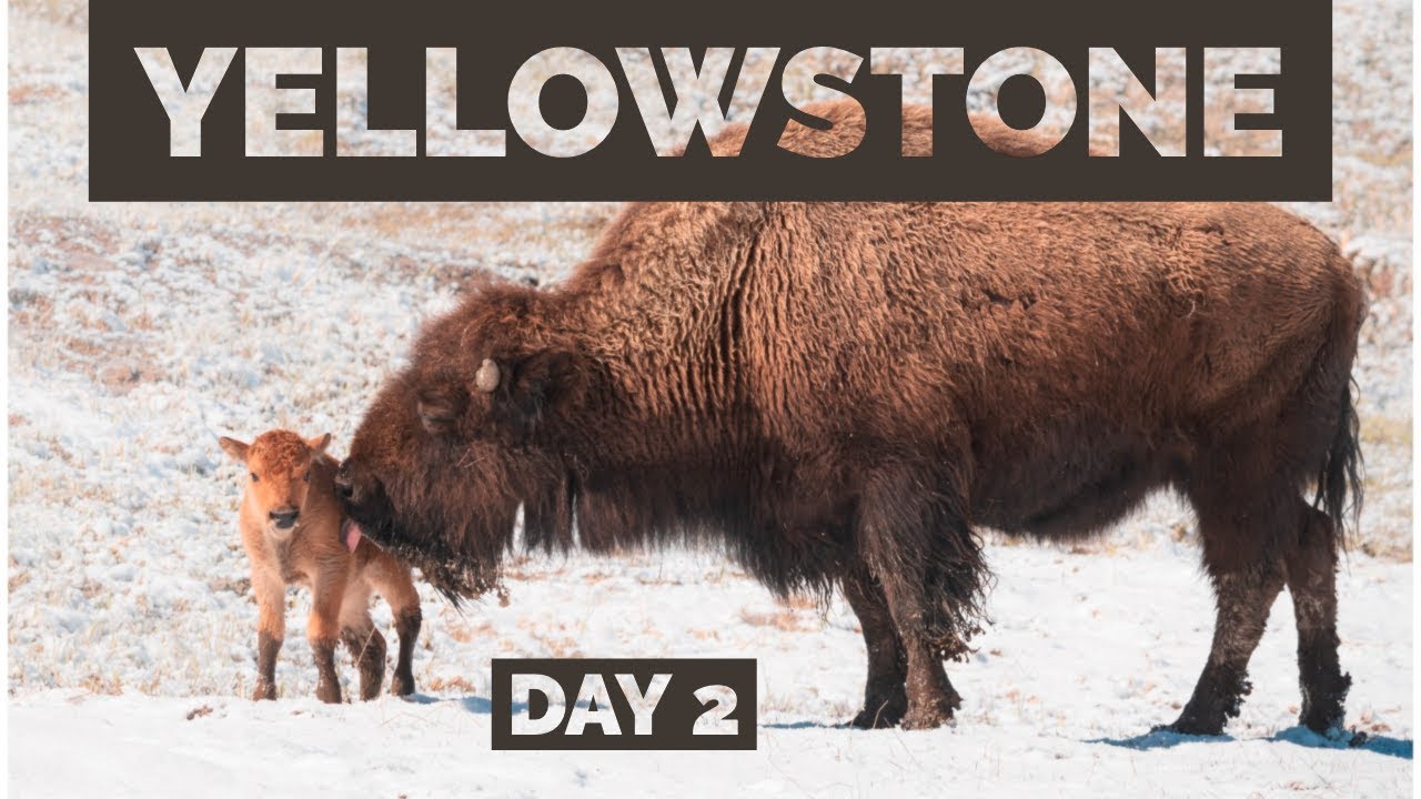 Yellowstone Springtime Desktop Springtime Wildlife Photography in Yellowstone - Day 2 - YouTube