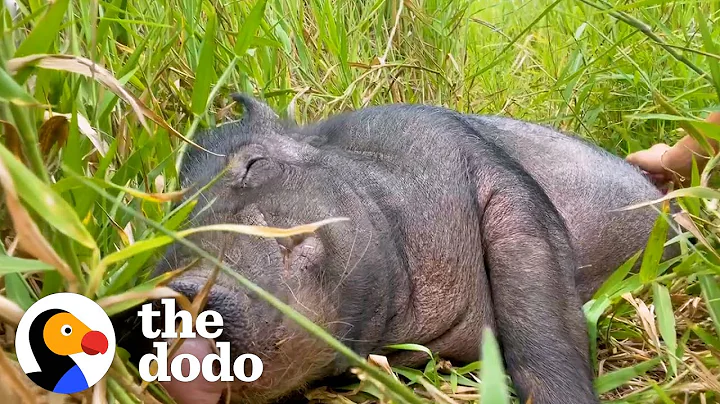 Wild Boar Who Couldn’t Move For A Week Demands Belly Rubs Now | The Dodo Comeback Kids