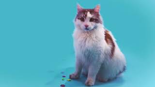 [10 Hours] Trance Cat at 130 BPM - Video & Audio [1080HD] SlowTV
