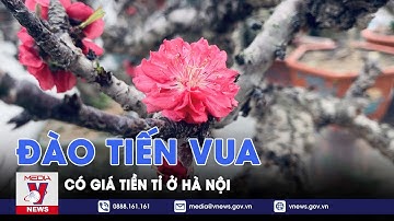 Chiêm ngưỡng cây đào Thất thốn (đào tiến Vua) có giá tiền tỷ ở Hà Nội - VNews