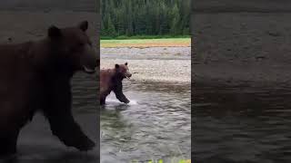 Hikers Have Close Encounter With Bear Frolicking In River