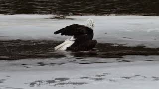 Bald Eagle Taking a Bath @doug_gemmell_photography
