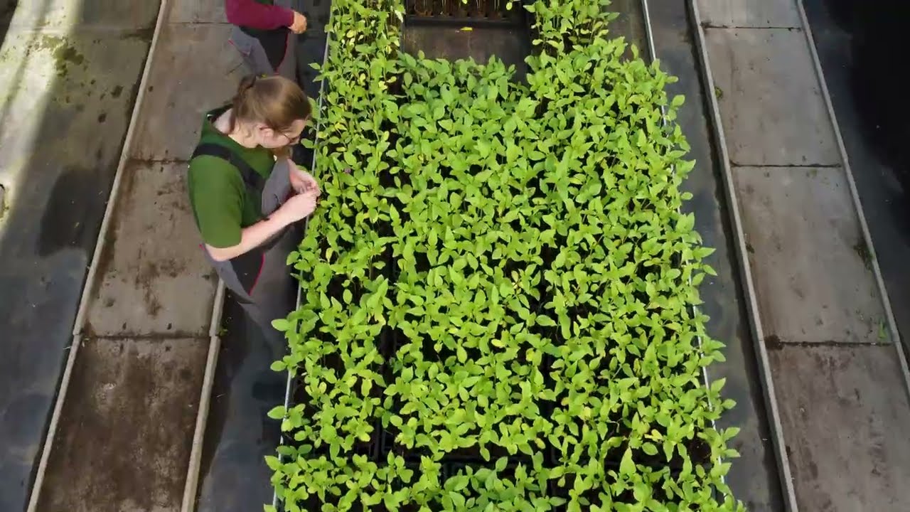 Pito Stabroek plant 3000 zonnebloemen in kunstwerk Closer van Wim Tellier