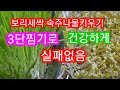 보리새싹숙주나물키우기/3단찜기활용/실패없음/숙주나물요리[huaya화야금]