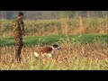 Welsh springer spaniel Elfin training for hunting の動画、YouTube動画。