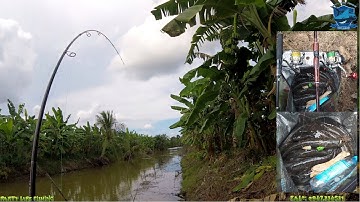 Câu cá lóc ở ao gần bìa rừng U Minh Hạ | Cá ăn không kịp gỡ bỏ vào giỏ luôn | Ngô Khanh - Bulls