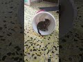 Nanduu Meaow Cat Catlover Nanduu Meaow Cat Catlover