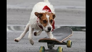 Bad ass dog