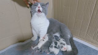 Meow Kittens: Short-legged mother cat gave birth to her fourth kitten. by Meow Kittens 2,607 views 3 months ago 6 minutes, 13 seconds