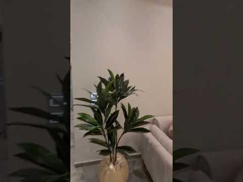 احلى شقه عروسه