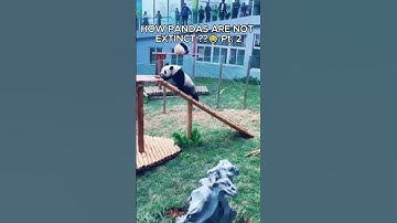 HOW PANDAS ARE NOT EXTINCT? 😂part 2. #animals #shorts #panda
