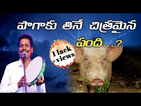 పొగాకు తినే చిత్రమైన పంది కారణం ఏమిటి...? | Sailanna Songs | Sailanna telugu christian songs