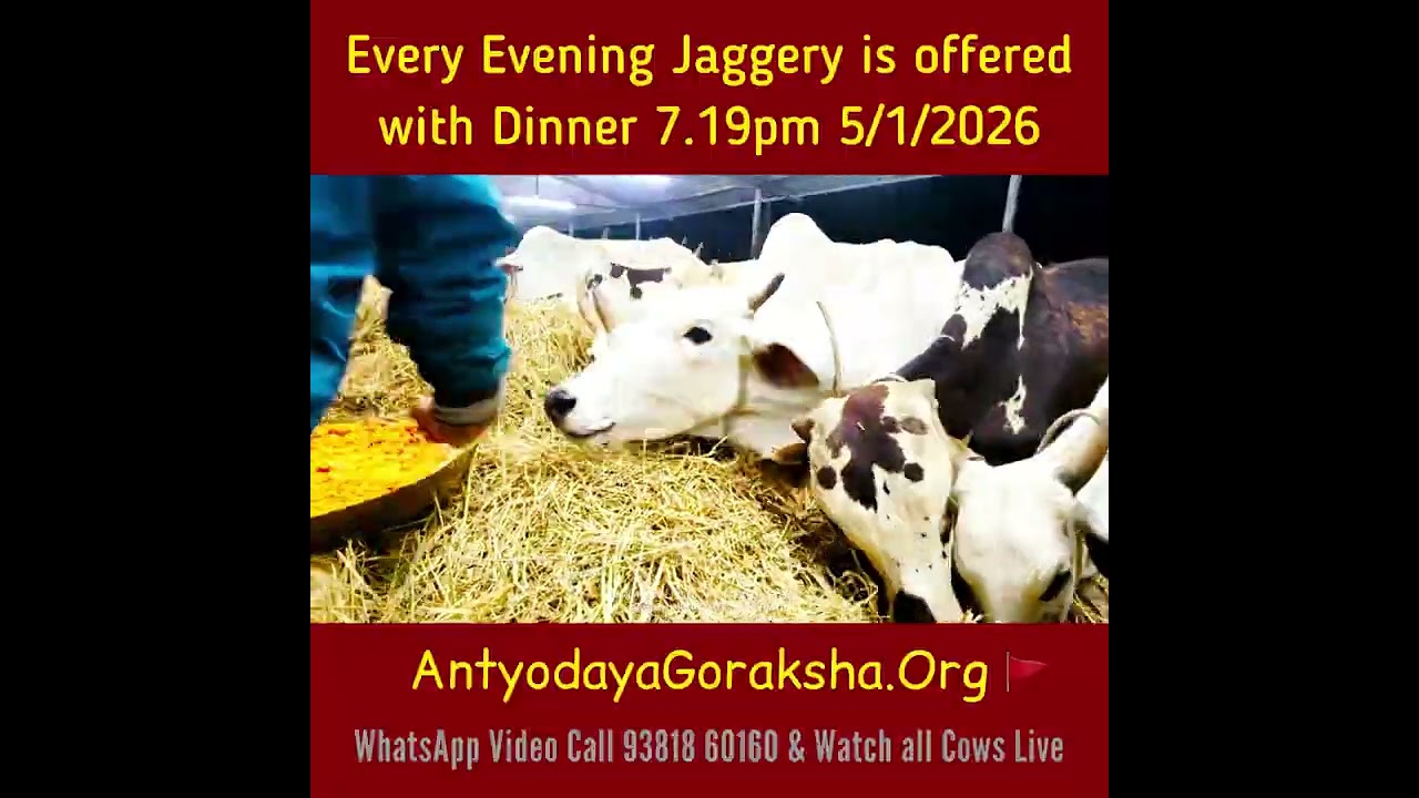 [05 Jan 2026] Rescued Cows Offered Jaggery