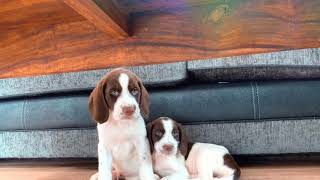 8 week old springador puppies